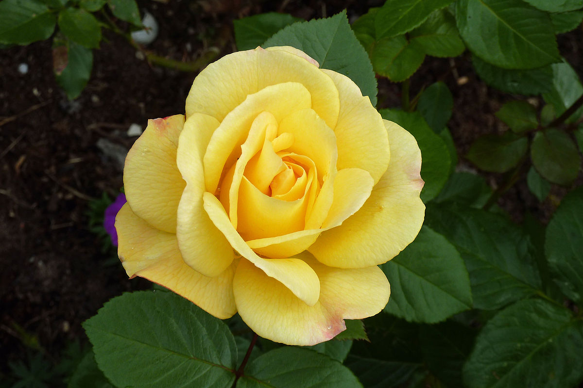 Rosa 'Arthur Bell'